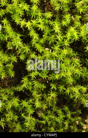 Star moss Tortula ruralis close up detail colonization on decaying dead apple tree trunk bark in forgotten orchard Stock Photo