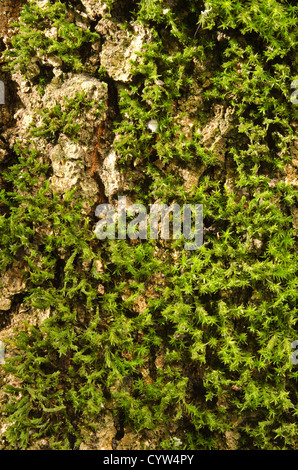 Star moss Tortula ruralis close up detail colonization on decaying dead apple tree trunk bark in forgotten orchard Stock Photo