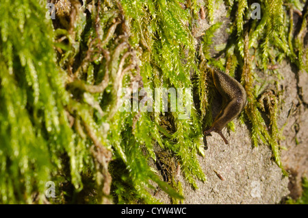 Eurhynchium praelongum moss colonization on decaying dead apple tree trunk in forgotten orchard Stock Photo