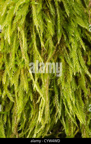 Eurhynchium praelongum moss colonization on decaying dead apple tree trunk in forgotten orchard Stock Photo