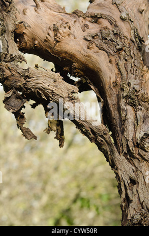 Forgotten apple orchard left to rot close up detail of dead tree where bark has detached from trunk and is hanging off hard wood Stock Photo