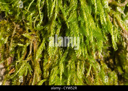 Eurhynchium praelongum moss colonization on decaying dead apple tree trunk in forgotten orchard Stock Photo