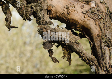 Forgotten apple orchard left to rot close up detail of dead tree where bark has detached from trunk and is hanging off hard wood Stock Photo