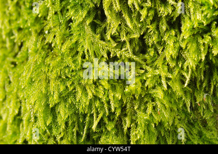 Eurhynchium praelongum moss colonization on decaying dead apple tree trunk in forgotten orchard Stock Photo