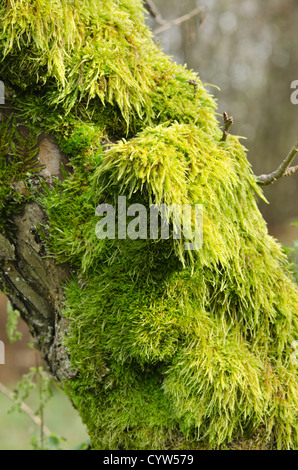 Eurhynchium praelongum moss colonization on decaying dead apple tree trunk in forgotten orchard Stock Photo