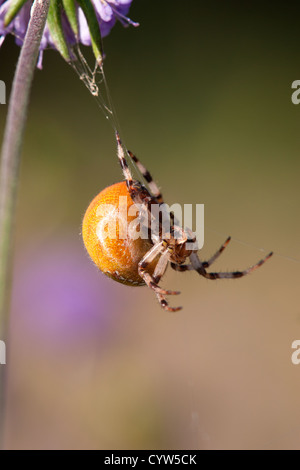 Marbled orb spider Stock Photo - Alamy