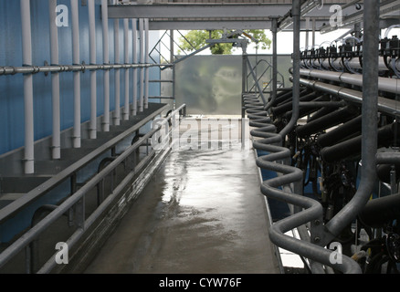 Cow In Automatic Milking Parlour Stock Photo 276616692 Alamy