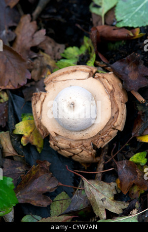 Collared Earthstar Geastrum triplex fungi growing in leaf litter Stock Photo