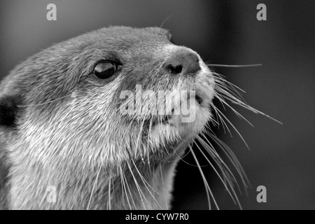 Asian Short-clawed Otter, Martin Mere, Lancashire, England Stock Photo