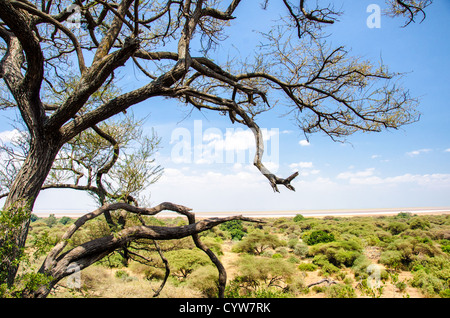 LAKE MANYARA NATIONAL PARK, Tanzania - A view of Lake Manyara National Park from a partially elevated viewpoint, looking out over the flat bush. The park, known for tree-climbing lions and flamingos, plays a crucial role in the conservation of Tanzania's diverse species and ecosystems. Stock Photo