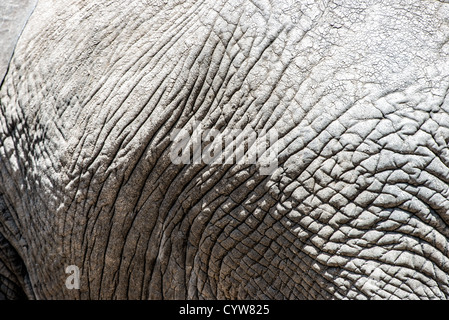 TARANGIRE NATIONAL PARK, Tanzania - A closeup of the wrinkled surface of an elephant's hide at Tarangire National Park in northern Tanzania not far from Ngorongoro Crater and the Serengeti.
