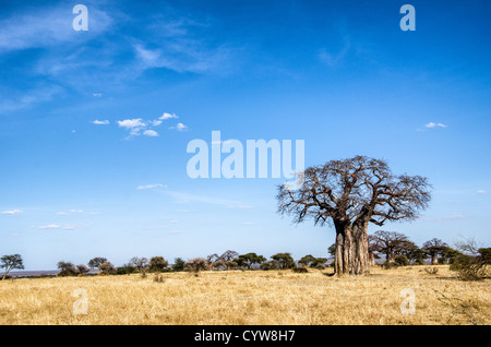 TARANGIRE NATIONAL PARK, Tanzania - A baobab tree stands out against the blue sky at Tarangire National Park in northern Tanzania not far from Ngorongoro Crater and the Serengeti. The Ngorongoro Crater, a UNESCO World Heritage Site, is a vast volcanic caldera in northern Tanzania. Created 2-3 million years ago, it measures about 20 kilometers in diameter and is home to diverse wildlife, including the 'Big Five' game animals. The Ngorongoro Conservation Area, inhabited by the Maasai people, also contains significant archaeological sites like Olduvai Gorge and Laetoli, which offer insights into  Stock Photo