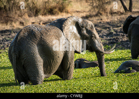 TARANGIRE NATIONAL PARK, Tanzania — Elephants in a small reed-covered lake at Tarangire National Park in northern Tanzania not far from Ngorongoro Crater and the Serengeti. Stock Photo