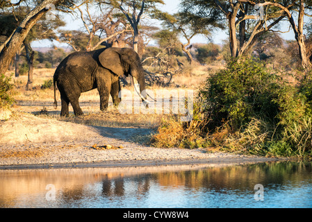 TARANGIRE NATIONAL PARK, Tanzania — An adult elephant with very long tusks next to a watering hole in the late afternoon sun at Tarangire National Park in northern Tanzania not far from Ngorongoro Crater and the Serengeti. Stock Photo