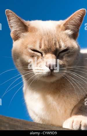 Female Burmilla Cat Stock Photo