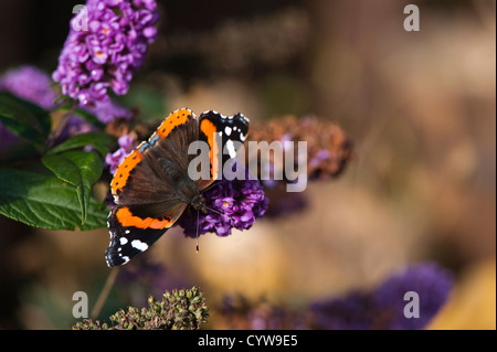 Dwarf Buddleja davidii ‘Blue Chip or ‘Lo and Behold’, Butterfly Bush in flower Stock Photo