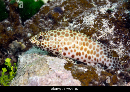 Honeycomb grouper, Epinephelus merra, Pohnpei, Federated States of Micronesia Stock Photo
