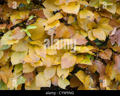 Close up of a copper beech hedge showing beautiful autumn colours Stock Photo