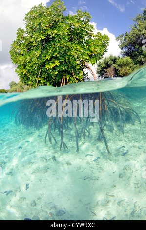 Mangrove, Rhizophora sp., in sand patch, U Province, Pohnpei, Federated States of Micronesia Stock Photo