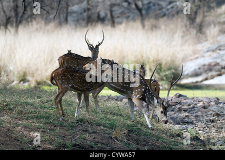 Small group of Chital by lake Stock Photo