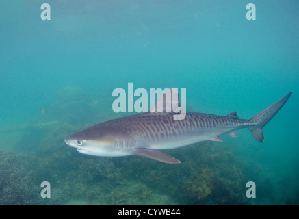Young tiger shark, Galeocerdo cuvier, Kaneohe, Hawaii, USA Stock Photo