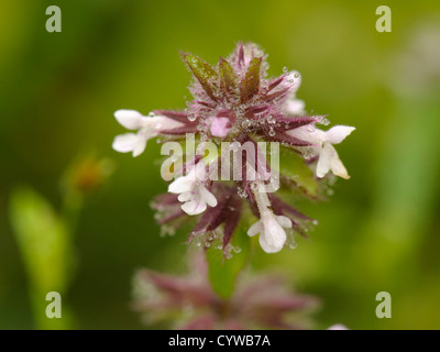 Field Woundwort, Stachys arvensis Stock Photo