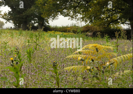 Field Woundwort, Stachys arvensis in a fallow field Stock Photo