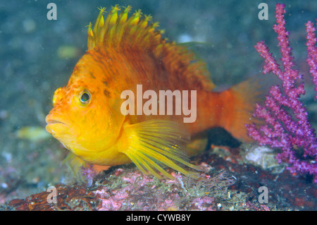 Yellow hawkfish, Cirrhitichthys aureus, Chinsen, Atami, Izu peninsula, Japan Stock Photo