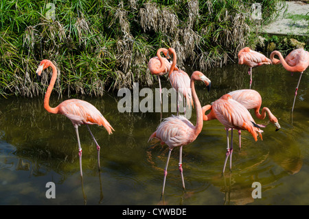 Pink flamingo at Gatorland theme park outside Orlando, Florida. Stock Photo
