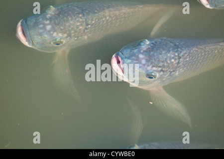 Tilapia fish at Gatorland theme park outside Orlando, Florida. Stock Photo