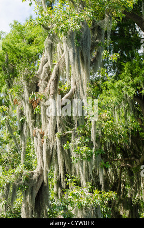 Spanish Moss hanging from cypress trees in in Everglades National Park, UNESCO World Heritage Site, Florida. Stock Photo