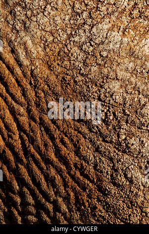 Close-up view of the rough skin of an African elephant (Loxodonta africana) Stock Photo
