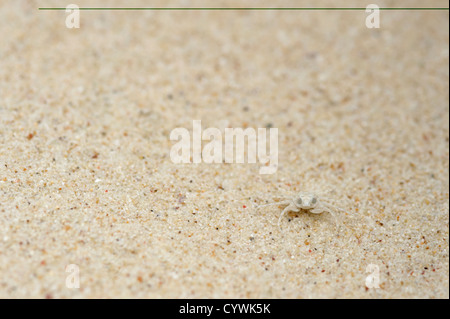 Tiny crab on sand, Manukan Island, Tunku Abdul Rahman Park, Sabah, Malaysian Borneo Stock Photo