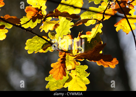 English Oak leaves on the turn in autumn. Stock Photo