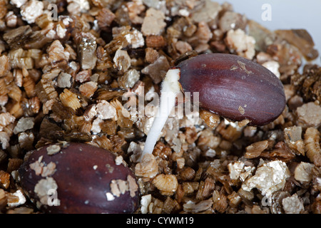 Jojoba (Simmondsia chinensis) Stock Photo