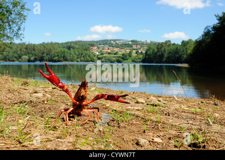 American Crayfish (Procambarus clarkii) Stock Photo