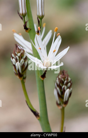 White Asphodel; Asphodelus albus; Pyrenees; Spain Stock Photo