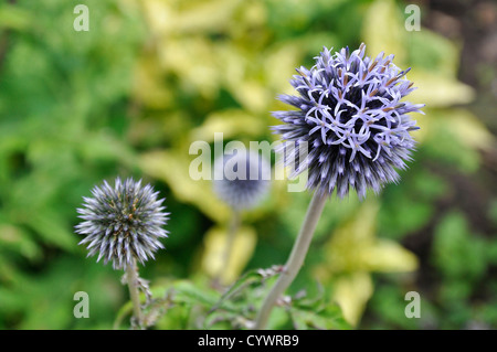 Purple Globe Thistle (Echinops ritro) flowers in bloom Stock Photo