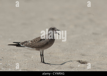 Juvenile Laughing Gull (Leucophaeus atricilla) at Cape May Stock Photo