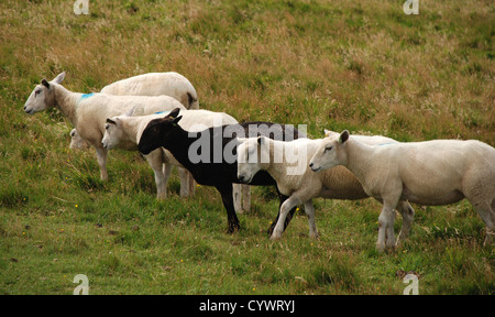 Welsh lambs standing in green field, five white and one black Stock Photo