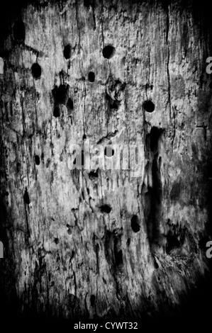 black and white close up of a tree trunk Stock Photo
