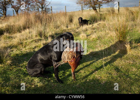 Labrador Gun Dog holding shot dead pheasant game bird after shoot in the Trough of Bowland, Lancashire, UK Stock Photo