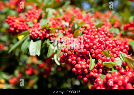 Rowan berries; Red berries of the Rowan tree, or Mountain Ash,Genus Sorbus; in autumn fall, UK, Europe Stock Photo