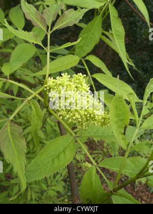 Sambucus nigra 'Aurea' ( Golden Elder ) Stock Photo