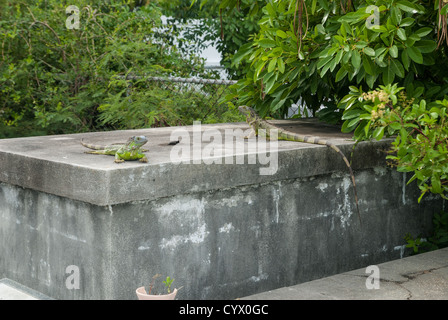 Iguanas in Key West Cemetery, Florida Keys, Florida, USA Stock Photo