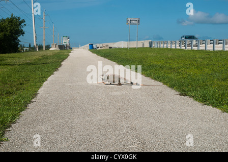 Feral Iguana in the Florida Keys Stock Photo