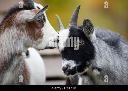 Goats Stock Photo