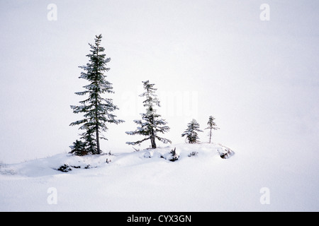 Winter Wonderland Landscape Scene - Coniferous Trees growing in a Row in a Snow Whiteout Setting Stock Photo