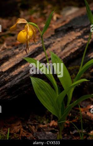 Yellow Lady's Slipper orchid (Cypripedium parviflorum) blooming on the northern Bruce Peninsula, Ontario, Canada. Stock Photo