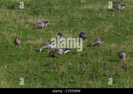 Greylag Geese (Anser anser). Big bills in action. Grazing, selectively, from sheep grazed sward. Genuine wild birds on Iona. Stock Photo